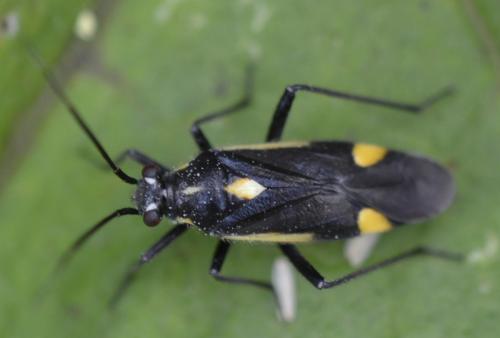Capsodes sulcatus